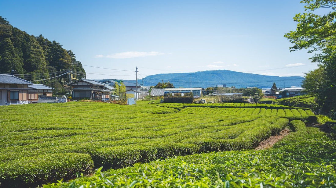 Why Kagoshima? - Matchaka